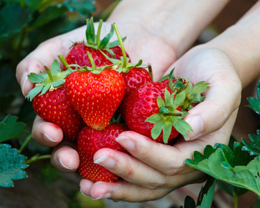 Kids St. Augustine and Palm Coast: Strawberry U-Pick Farms - Fun 4 Auggie Kids