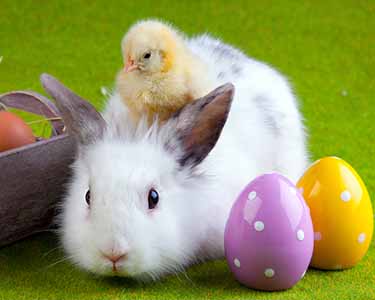Kids St. Augustine and Palm Coast: Easter Bunny Events - Fun 4 Auggie Kids