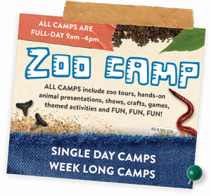 zoo-camp-1.png
