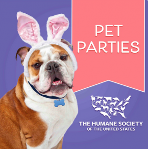 Where is Bunny Pet Parties 