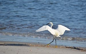 beach_bird-walking-1536x965.jpg