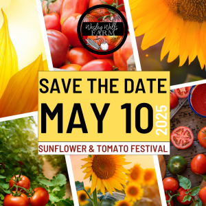 Sunflower-Tomato-festival-2025.png