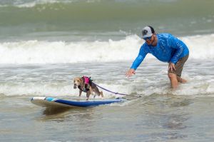 surf.jpg