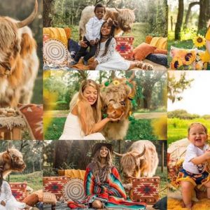 Wild Artistry Photography: Fluffy Highland Cow Photoshoot