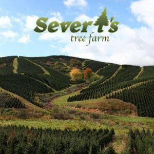 Severts Tree Farm: Tree Lots