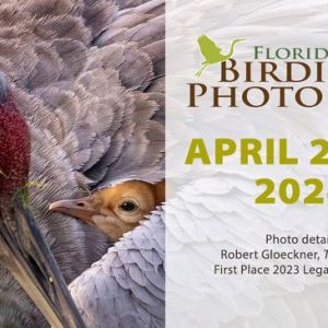 Floridas Birding and Photo Fest