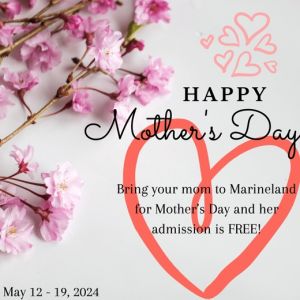 Marineland Dolphin Adventure: Mothers Day Special