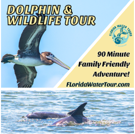 Florida Water Tours: Family Dolphin and Wildlife Cruise