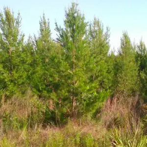 Ocala National Forest: Cut Your Own Christmas Tree Permit