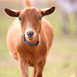 Beautiful Creatures Animal Ranch