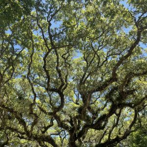 Fort Matanzas National Monument: Earth Day Plant Walk