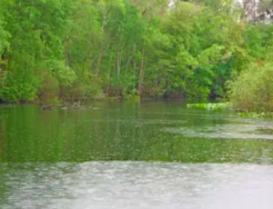 Ocklawaha River
