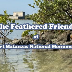 Fort Matanzas National Monument: Birding Mini-Classes