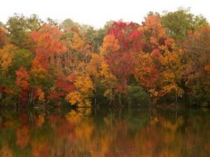 Colclough Pond Nature Park