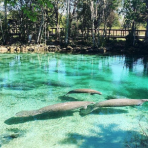 Three Sisters Springs