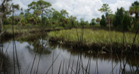 Werner-Boyce Salt Springs State Park